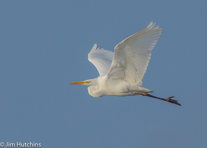 Great White Egret