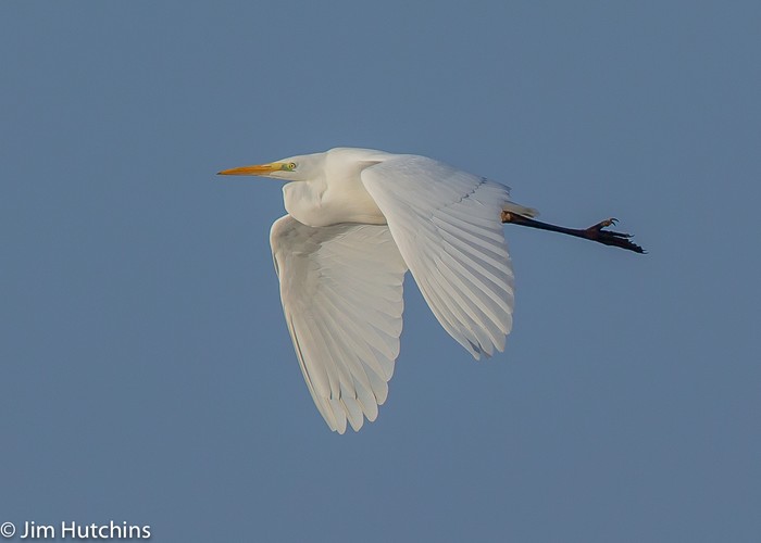 Great White Egret