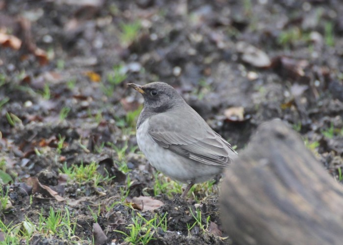 Black-throated Thrush