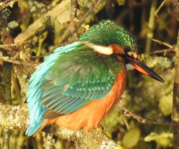 Kingfisher