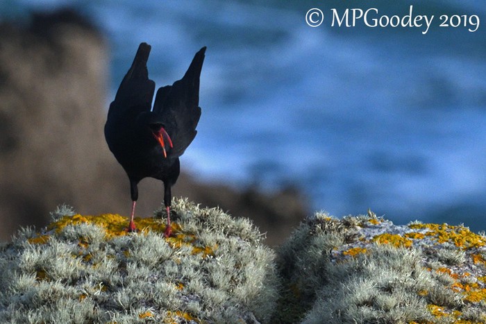 Chough