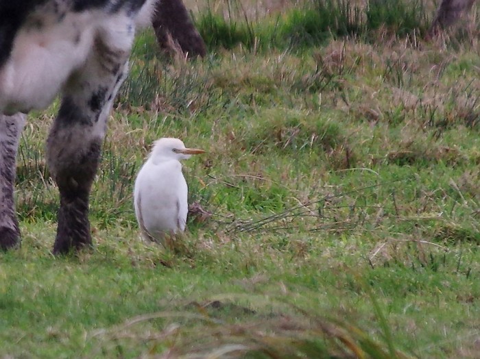 Cattle Egret