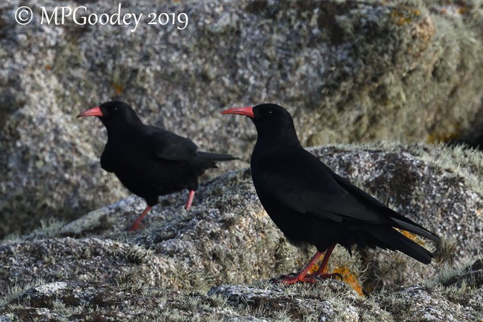 Chough