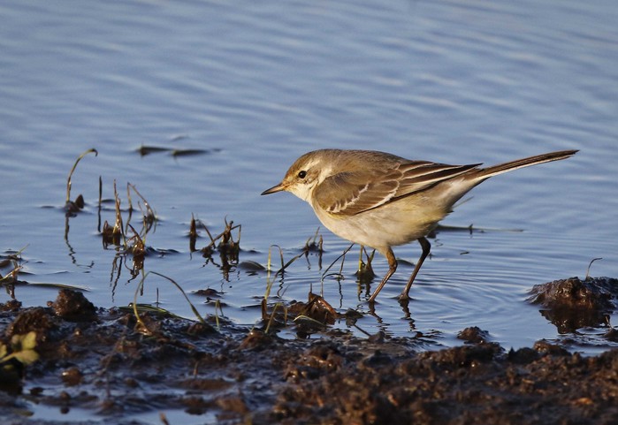 Eastern Yellow Wagtail