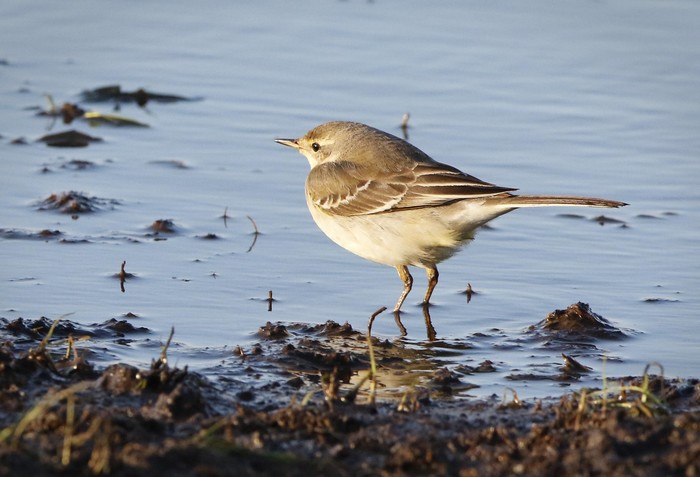 Eastern Yellow Wagtail