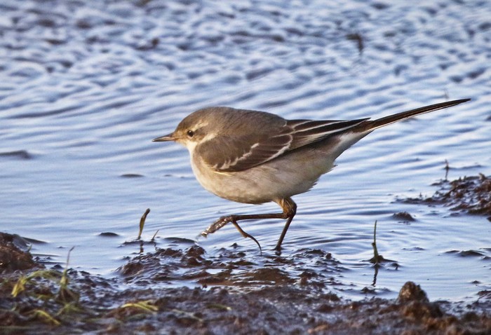 Eastern Yellow Wagtail