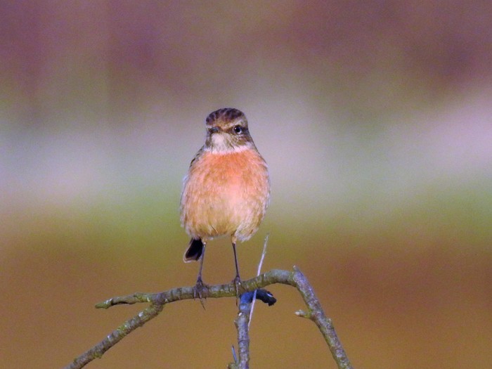 Stonechat