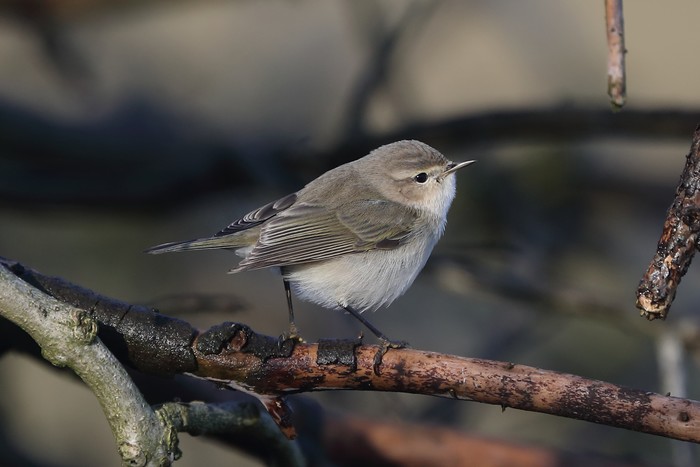Siberian Chiffchaff