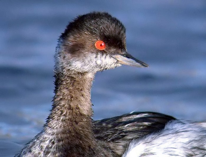 Black-necked Grebe
