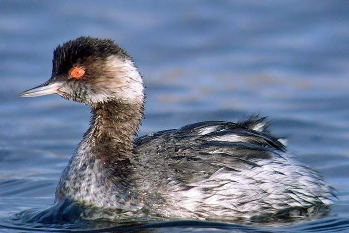 Black-necked Grebe
