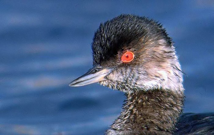 Black-necked Grebe