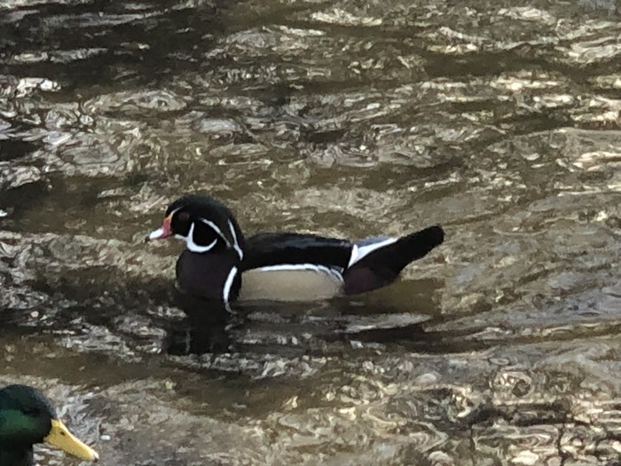 Wood Duck