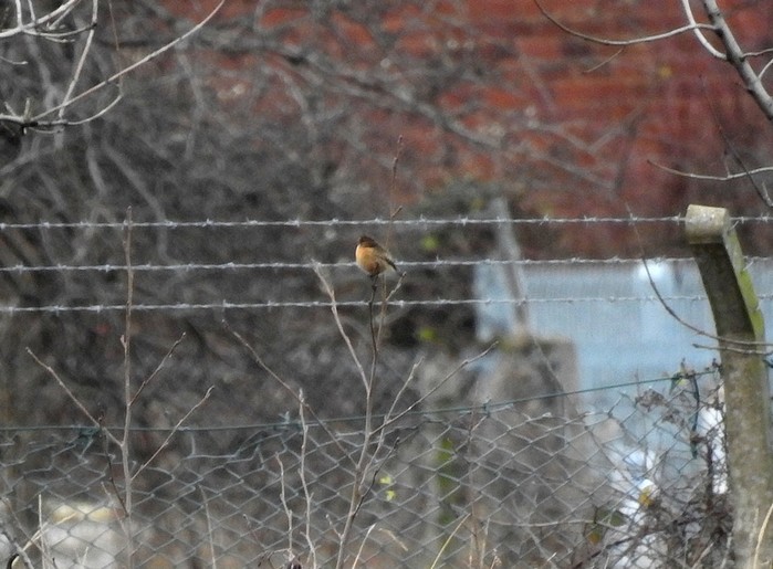 Stonechat
