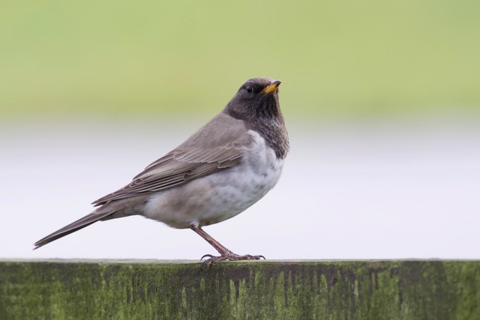 Black-throated Thrush