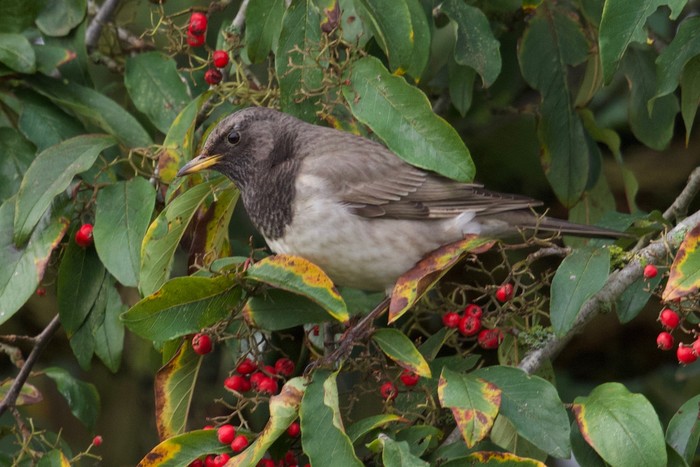 Black-throated Thrush