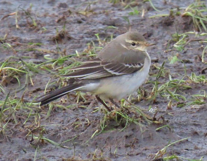 Eastern Yellow Wagtail