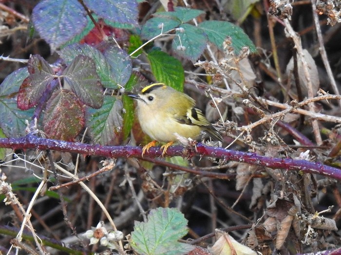Goldcrest