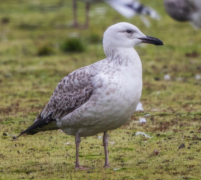 Caspian Gull