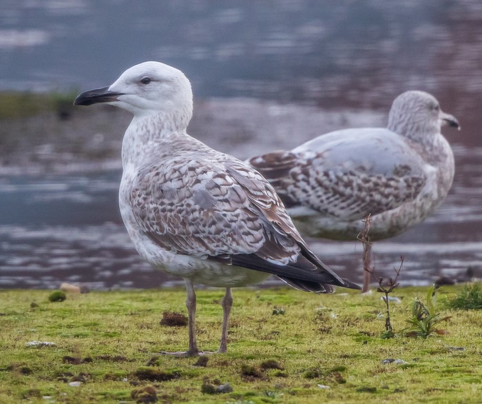 Caspian Gull