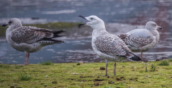 Caspian Gull
