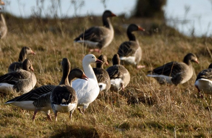 Greater Snow Goose