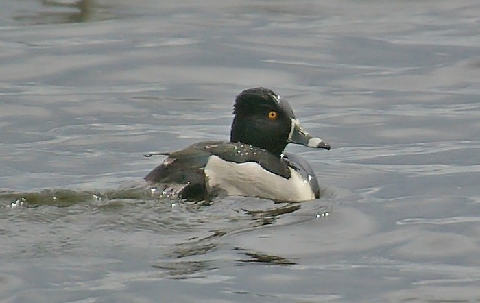 Ring-necked Duck