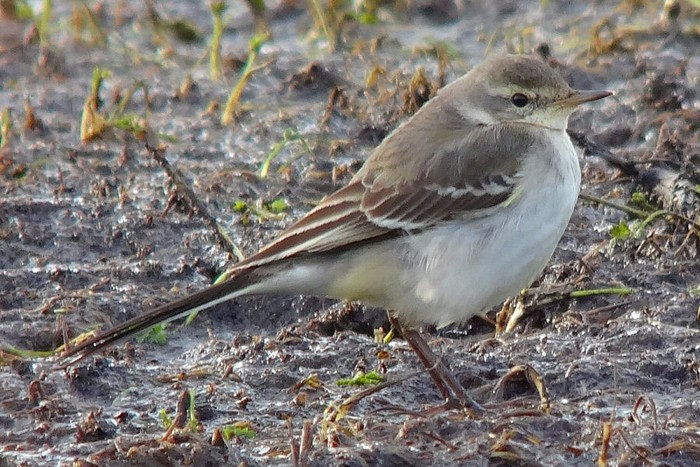 Eastern Yellow Wagtail