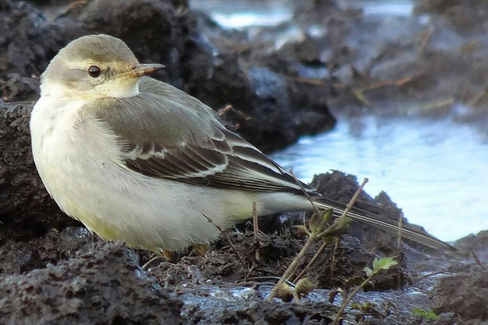 Eastern Yellow Wagtail