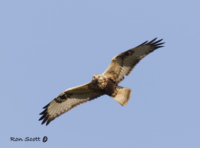 Rough-legged Buzzard