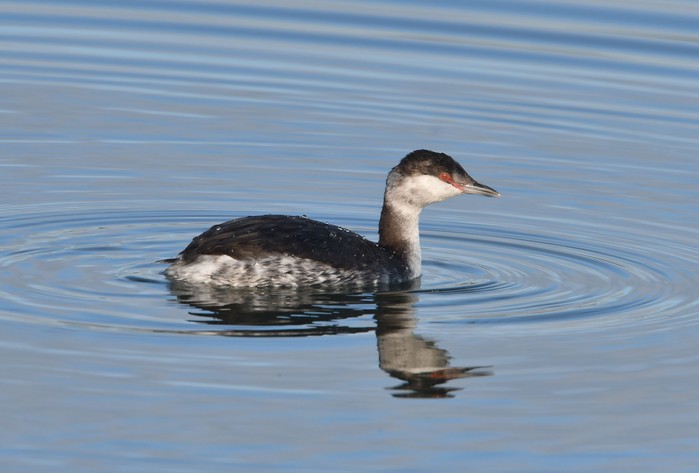 Slavonian Grebe