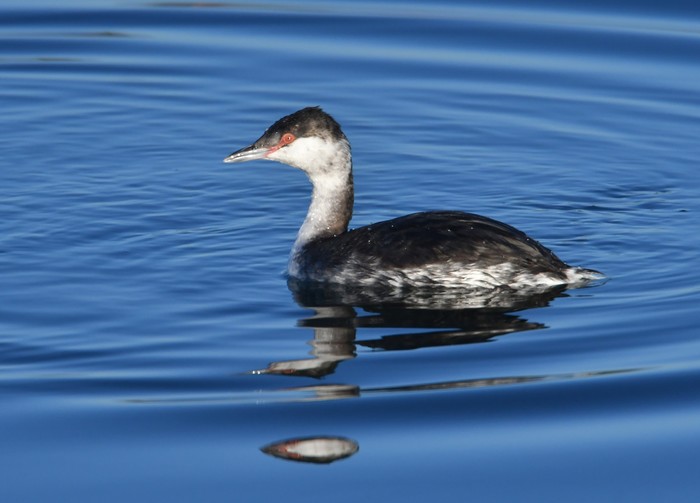 Slavonian Grebe