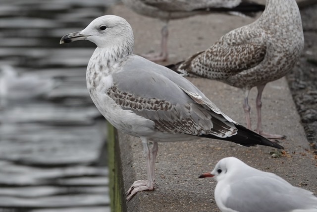 Caspian Gull