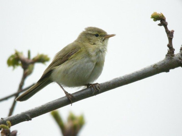 Iberian Chiffchaff