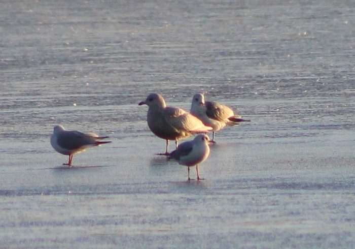 Iceland Gull