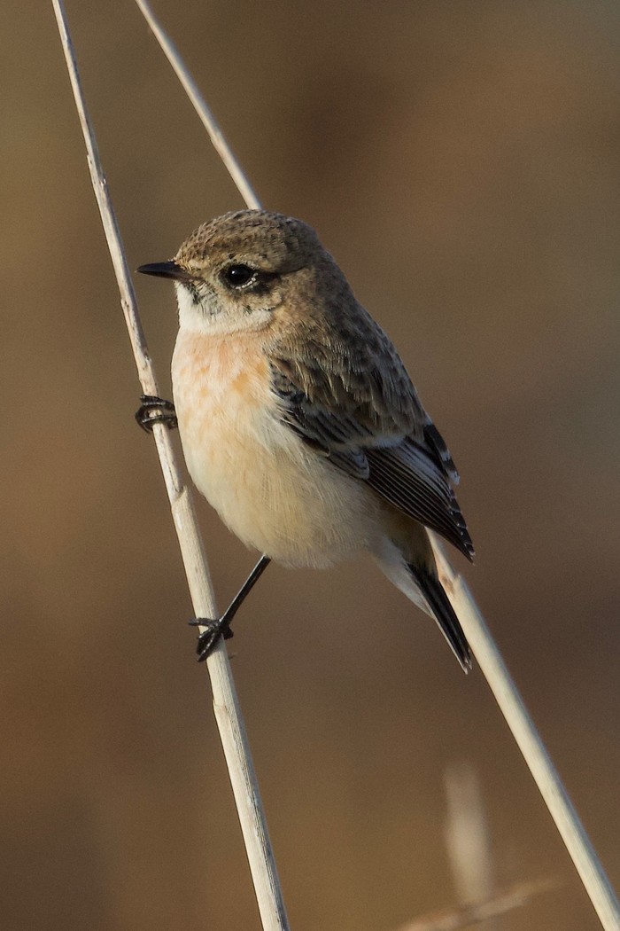 Siberian Stonechat