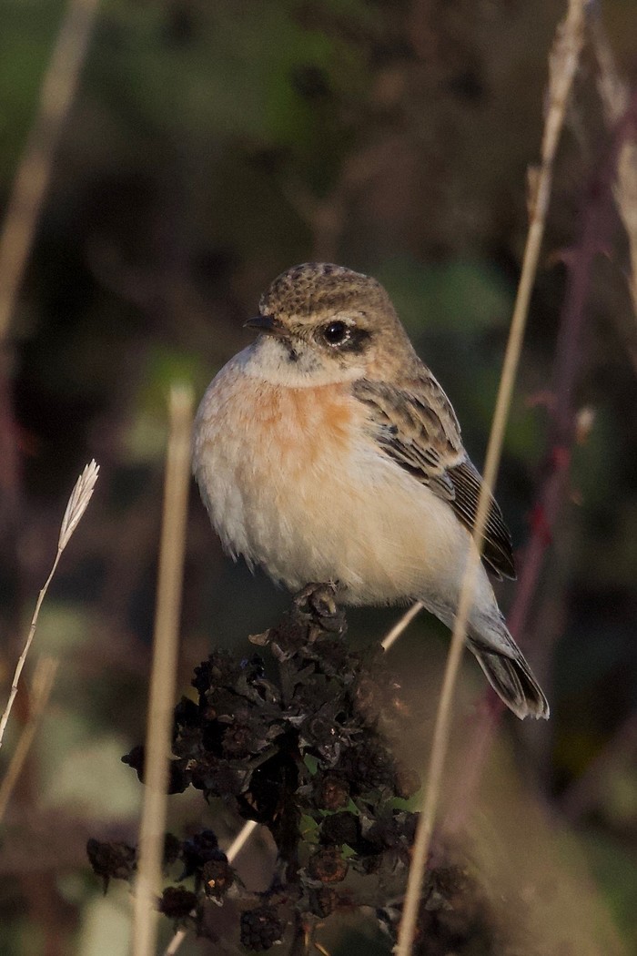 Siberian Stonechat