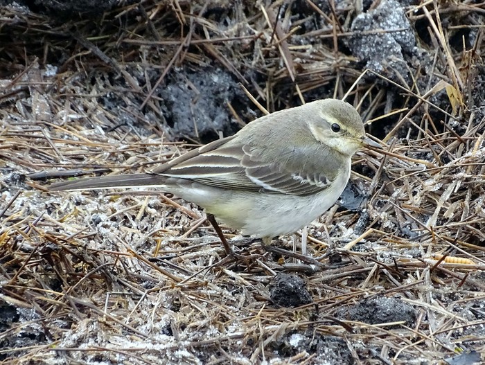 Eastern Yellow Wagtail