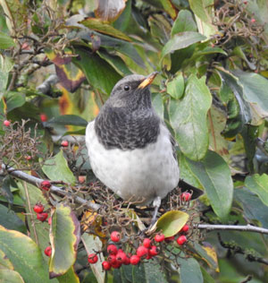 Black-throated Thrush