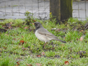 Black-throated Thrush