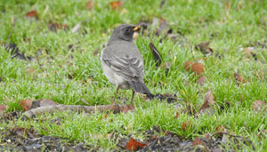 Black-throated Thrush