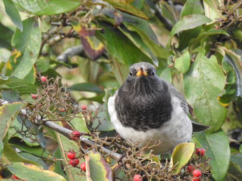 Black-throated Thrush