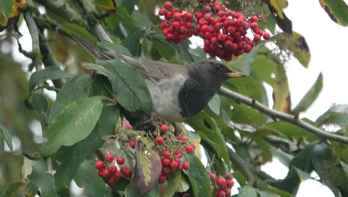 Black-throated Thrush