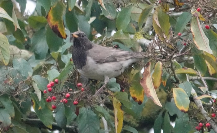 Black-throated Thrush