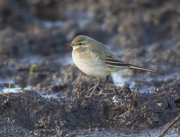 Eastern Yellow Wagtail