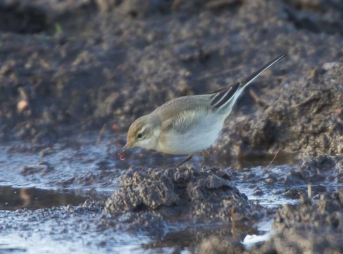 Eastern Yellow Wagtail