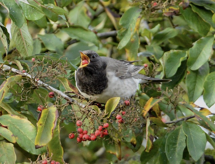 Black-throated Thrush
