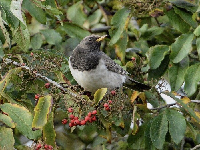 Black-throated Thrush