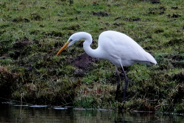 Great White Egret