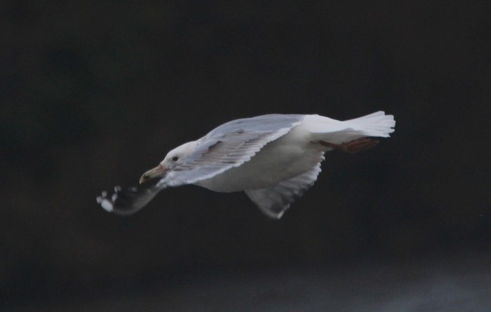 Caspian Gull