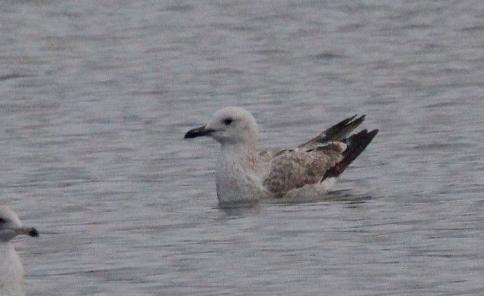 Caspian Gull